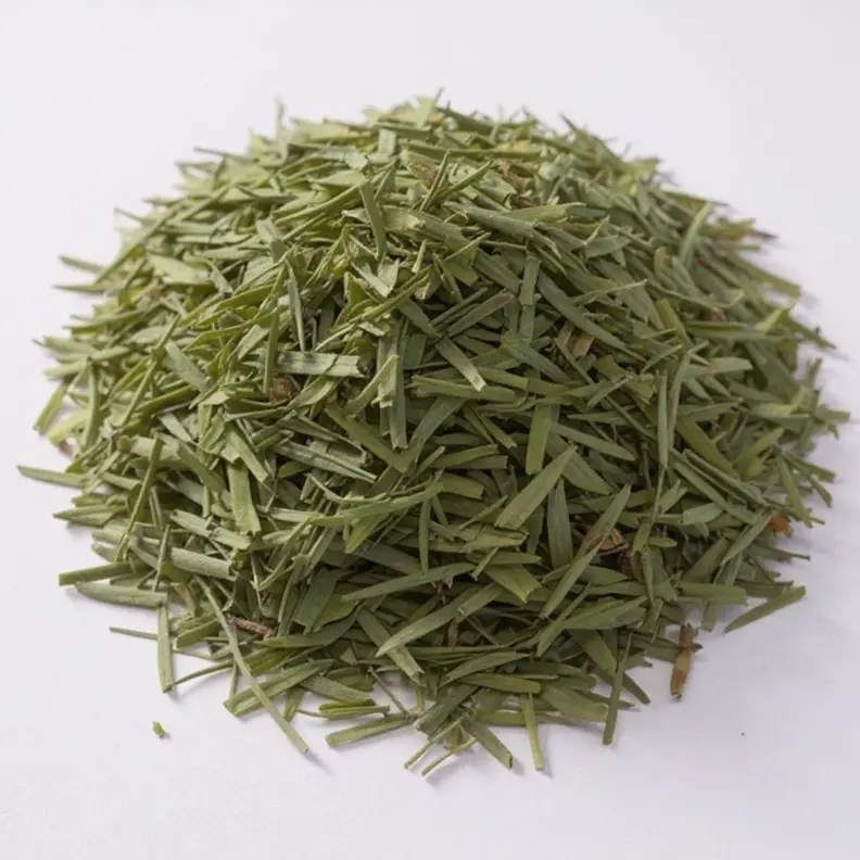 عشبة الزاز الطازجة، تستخدم لعلاج تساقط الشعر وزيادة كثافته.